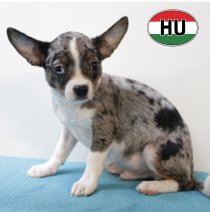 Typt Chihuahua 250625 M (HU7293) 151025..JPG