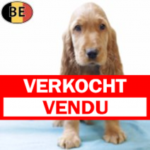 Engelse Cocker 120825 M(BE5043) 151025.verkocht.png