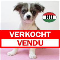 Type Chihuahua 250625 F (HU7294) 151025.verkocht.png