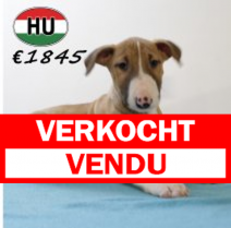 Bull terrier 300625 M (HU7312) 151025.verkocht.png