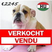 Engelse Bulldog 250625 F (HU3400) 151025 Verkocht-Vendu.jpg