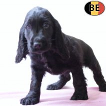 Engelse Cocker 120825 F(BE6089) 151025.jpg