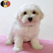 Maltezer 120825 F(BE0777) 151025.jpg
