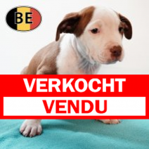 American Staffordshire Terrier 270725 M (BE0761) 260925.verkocht.png