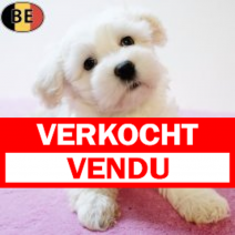 Maltezer 140825 F(BE0822) 111025.verkocht.png