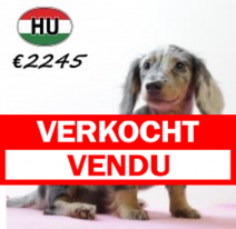 Teckel F 210625 (HU1860) 141025.verkocht.png