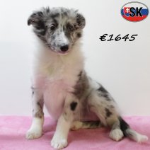 Sheltie 140625 F(SK0379) 171025.jpg