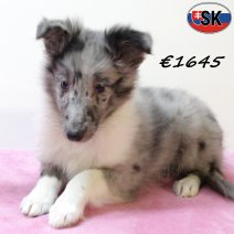 Sheltie 140625 F(SK0383) 171025.jpg