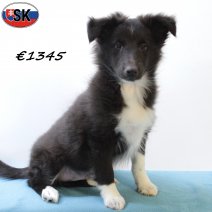 Sheltie 140625 M(SK0409) 171025.jpg