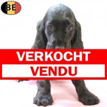 Engelse Cocker 120825 F(BE4909) 151025 verkocht - vendu.jpg