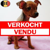 Pinscher 120725 F(BE0848) 170925 verkocht - vendu.jpg