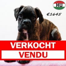 Boxer 290525 F(HU3393) 170925 Verkocht - Vendu.jpg