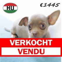 Chihuahua M 220625 (HU1866) 141025 Verkocht - Vendu.jpg