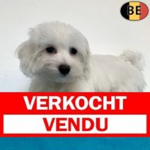 Havanezer 010725 M(BE4347) 081025 Verkocht - Vendu.jpg