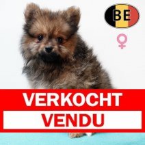 Keesje 090825 F(BE4009) 081025 Verkocht - Vendu.jpg