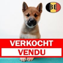 Shiba Inu 140825 M (BE0806) 101025 Verkocht - Vendu.jpg