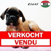 Boxer 290525 F(HU3392) 170925 Verkocht - Vendu.jpg
