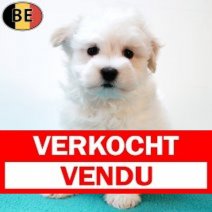 Maltezer 140825 M(BE0790) 111025 Verkocht - Vendu.jpg