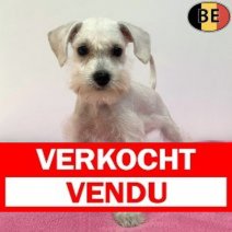 Schnoodle 100725 F(BE0755) 190925 Verkocht - Vendu.jpg