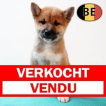 Shiba Inu 140825 M (BE0765) 101025 Verkocht - Vendu.jpg