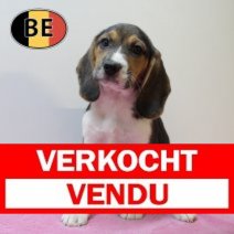 Beagle 150725 F(BE0913) 011025 Verkocht - Vendu.jpg