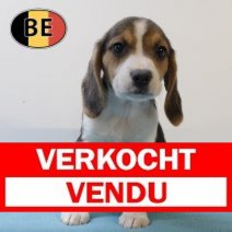 Beagle 150725 M(BE1254) 011025 Verkocht - Vendu.jpg