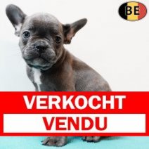 Franse Bulldog 040825 M(BE0813) 031025 Verkocht - Vendu.jpg