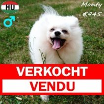 Kees Monty 280225 M(HU1260) 200825 Verkocht - Vendu.jpg