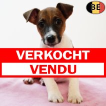 Engelse Fox 050825 F(BE0308) 031025 verkocht - vendu.jpg