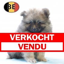 Keesje M 140825 (BE3110) 141025 verkocht - vendu.jpg