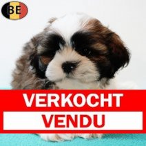 Lhasa Apso 130825 M(BE0770) 111025 Verkocht - Vendu.jpg