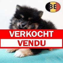 Keesje 090825 M(BE5204) 081025 verkocht - vendu.jpg