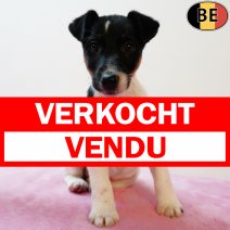 Engelse Fox 050825 F(BE1629) 031025 verkocht - vendu.jpg