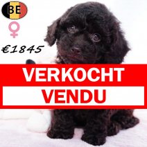 Dwergpoedel Chocolat 120825 F(BE1059) 280925 - Beschikbaar 171025 verkocht - vendu.jpg