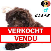 Dwergpoedel Chocolat 120825 M(BE1144) 280925 - Beschikbaar 171025 verkocht - vendu.jpg