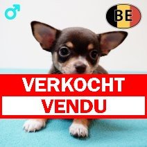 Chihuahua 100825 M(BE4076) 081025 verkocht - vendu.jpg
