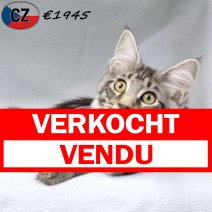 Maine Coon 110625 M(CZ2893) 141025 verkocht - vendu.jpg