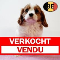 Cavalier King Charles 070825 F(BE4229) 081025 Verkocht - Vendu.jpg