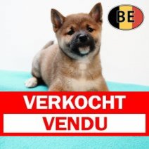 Shiba Inu 140825 M (BE0796) 101025 Verkocht - Vendu.jpg