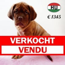 Bordeaux Dog 310525 F (HU3370) 170925 Verkocht - Vendu.jpg