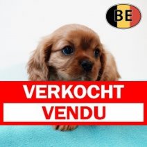Cavalier King Charles 070825 M(BE5205) 081025 Verkocht - Vendu.jpg