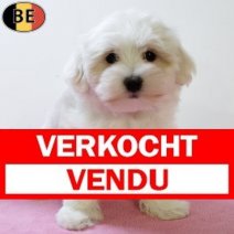 Maltezer 120825 F(BE0777) 151025 Verkocht - Vendu.jpg