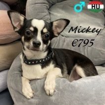 Chihuahua Mickey 040425 M(HU3288) 300925.jpg