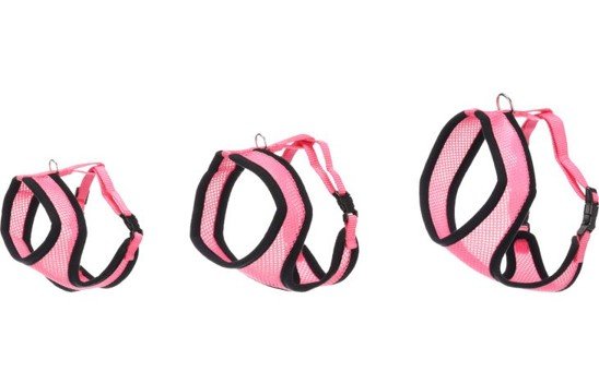 halsbandencat21102025