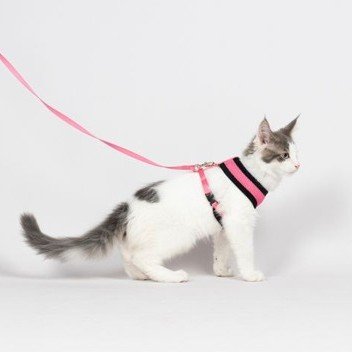 halsbandencat21102025