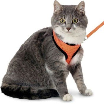 halsbandencat21102025