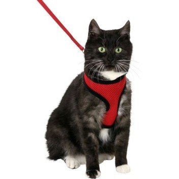 halsbandencat21102025