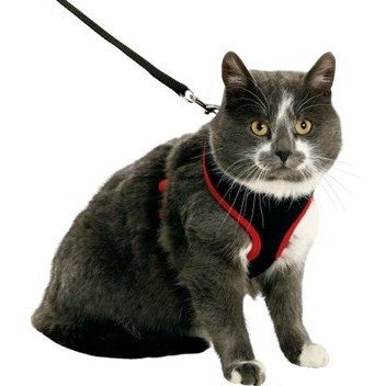 halsbandencat21102025