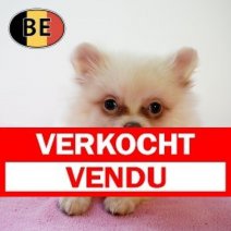 Keesje 060725 F(BE0975) 240925 Verkocht - Vendu.jpg