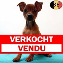 Pinscher 120725 M(BE0771) 170925 Verkocht - Vendu.jpg